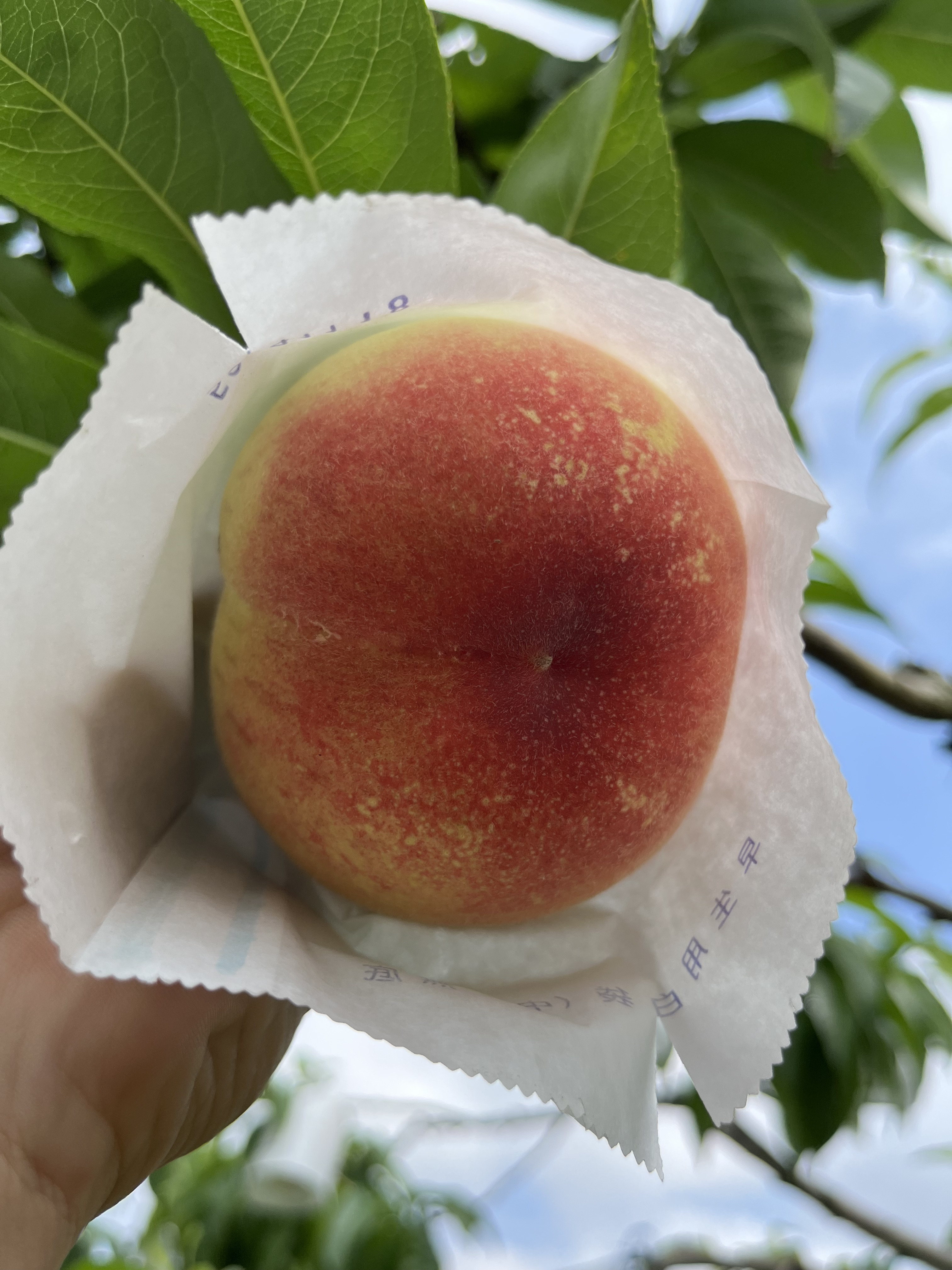 包近の桃　1玉　【最上級の糖度】糖度30％　※季節によって収穫が異なります、在庫に関してはお問い合わせください