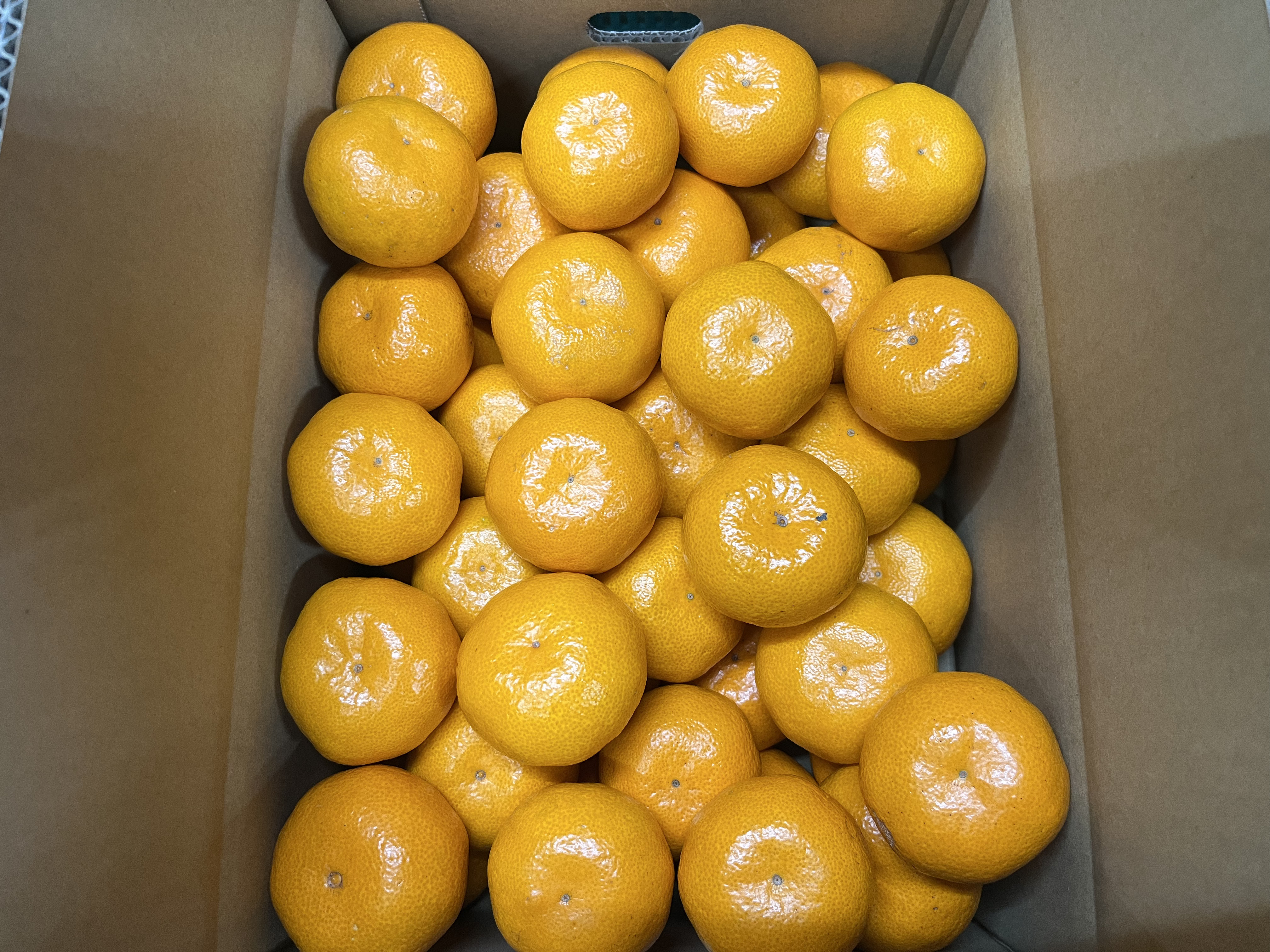 包近のみかん　3kg